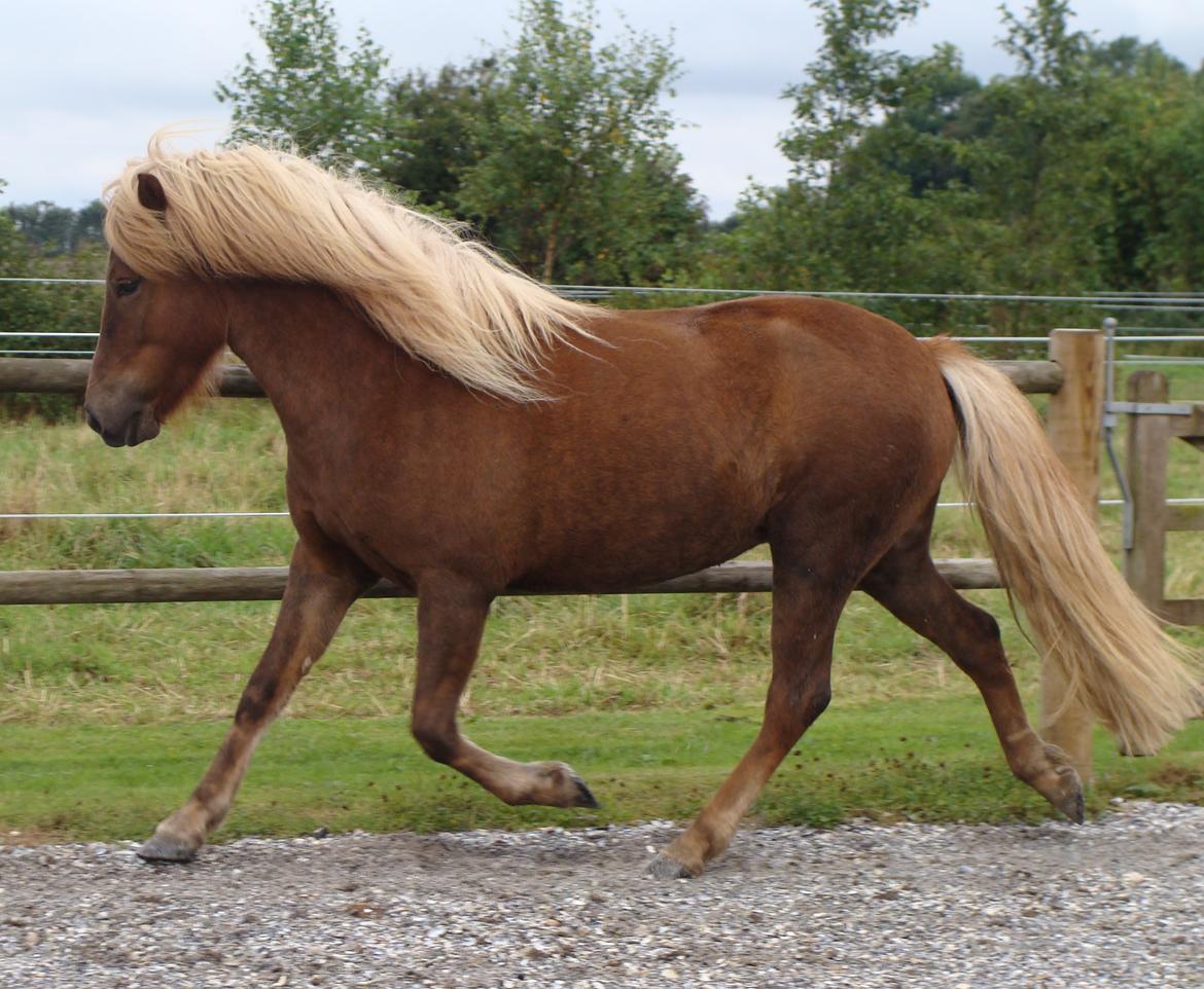 Islænder Gjöf fra Østervang billede 38