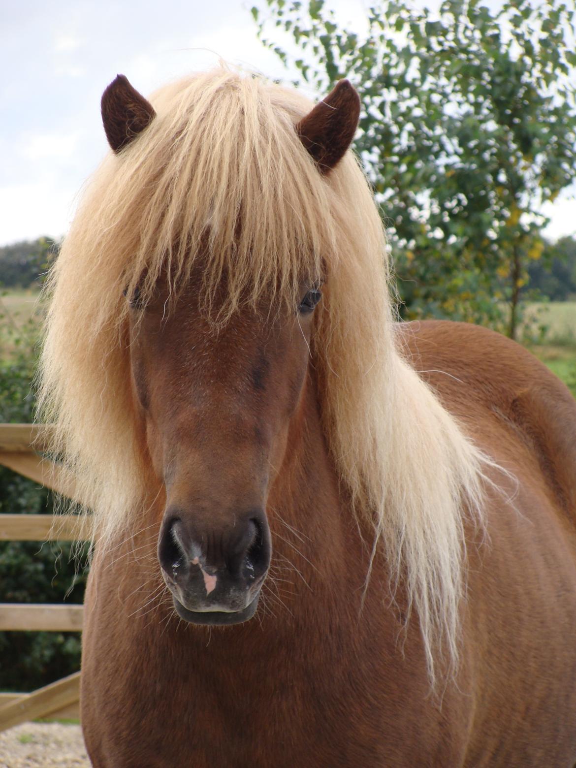 Islænder Gjöf fra Østervang billede 39