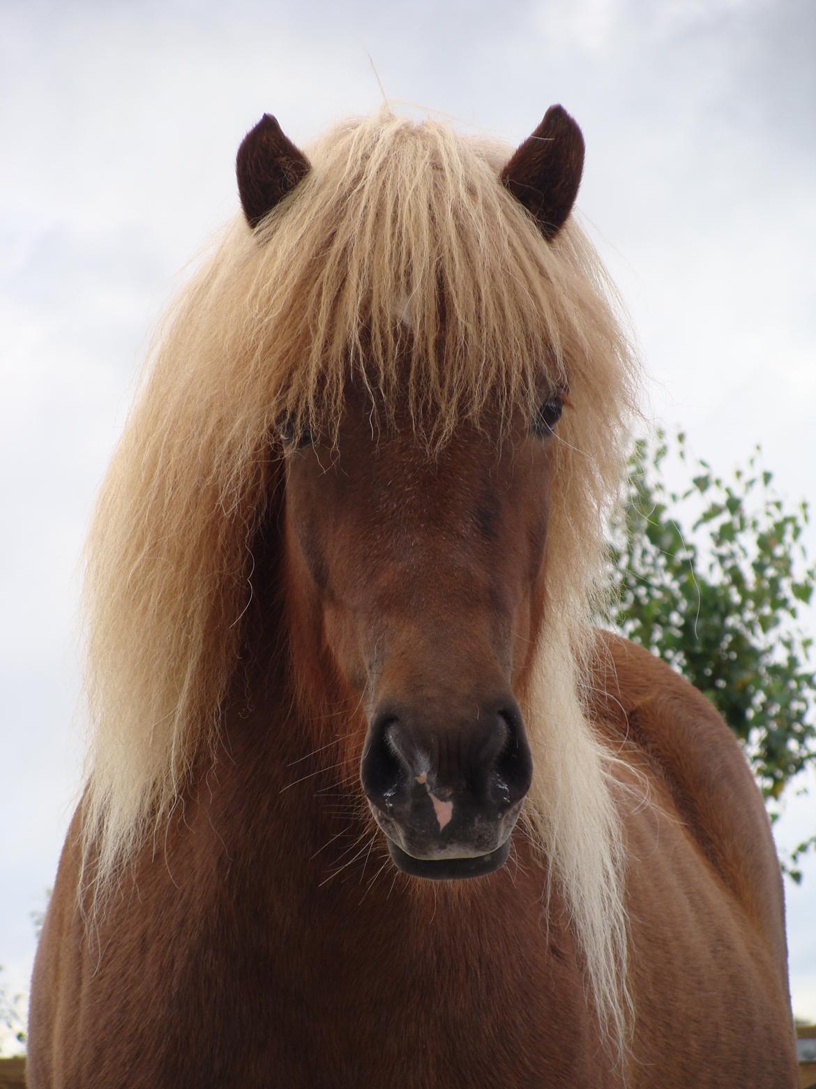 Islænder Gjöf fra Østervang billede 40