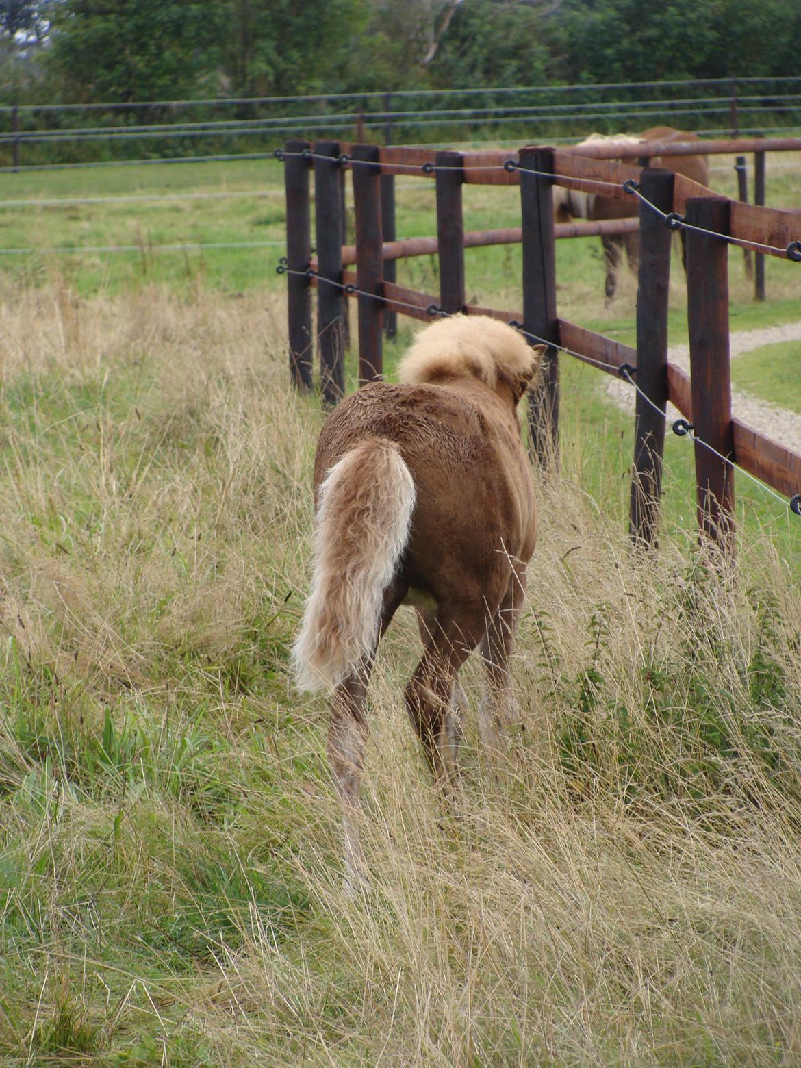 Islænder Gletta fra Østervang billede 22