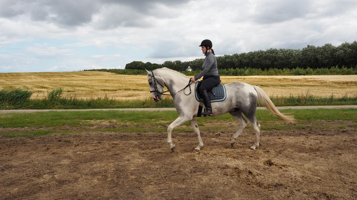 Anden særlig race Bagera billede 8
