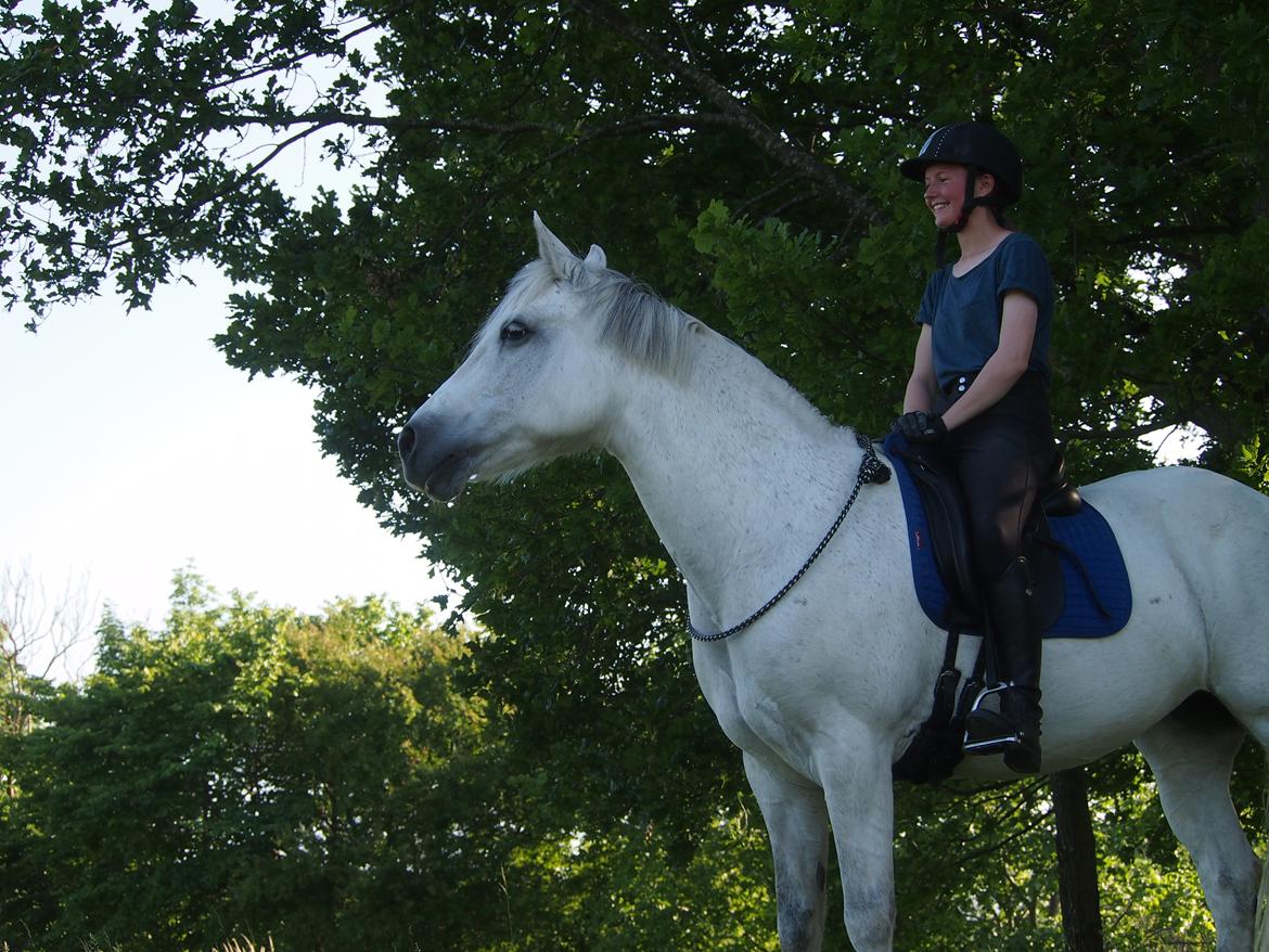 Connemara Hedegårdens Isabella billede 11