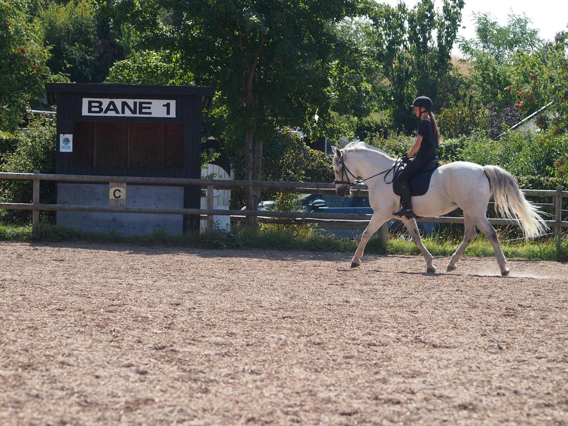 Connemara Hedegårdens Isabella billede 13