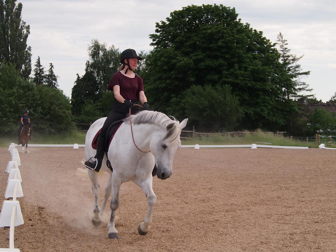 Connemara Hedegårdens Isabella billede 14