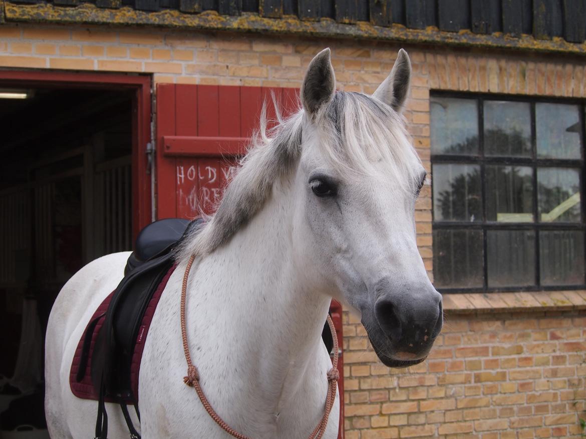 Connemara Hedegårdens Isabella billede 15