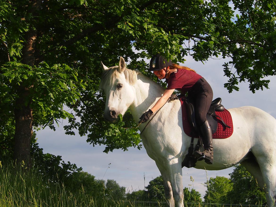 Connemara Hedegårdens Isabella billede 1