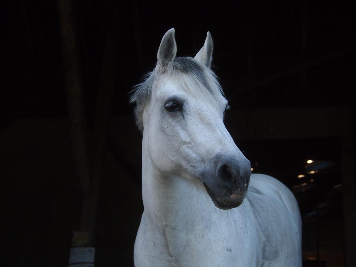 Connemara Hedegårdens Isabella billede 2