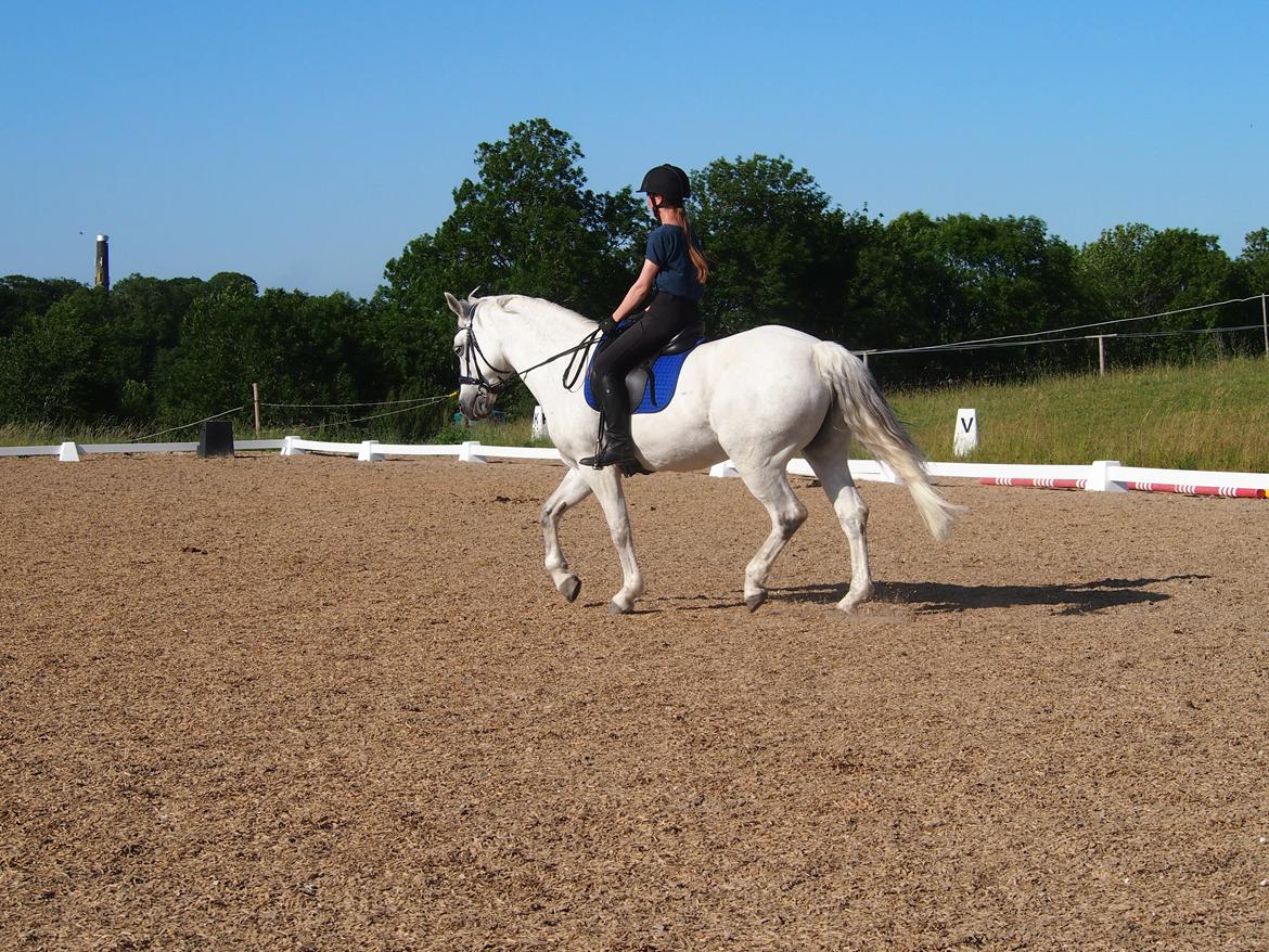 Connemara Hedegårdens Isabella billede 18