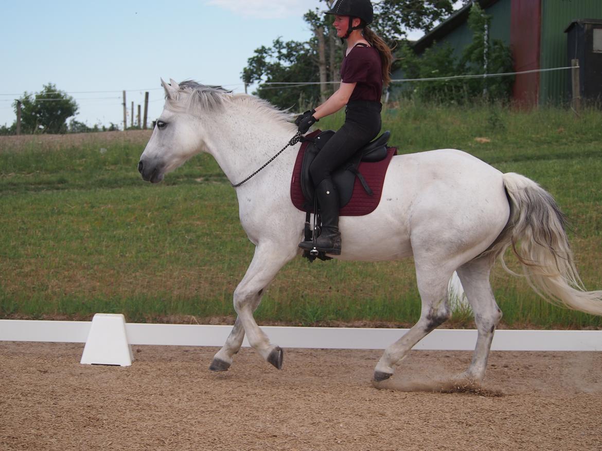 Connemara Hedegårdens Isabella billede 19