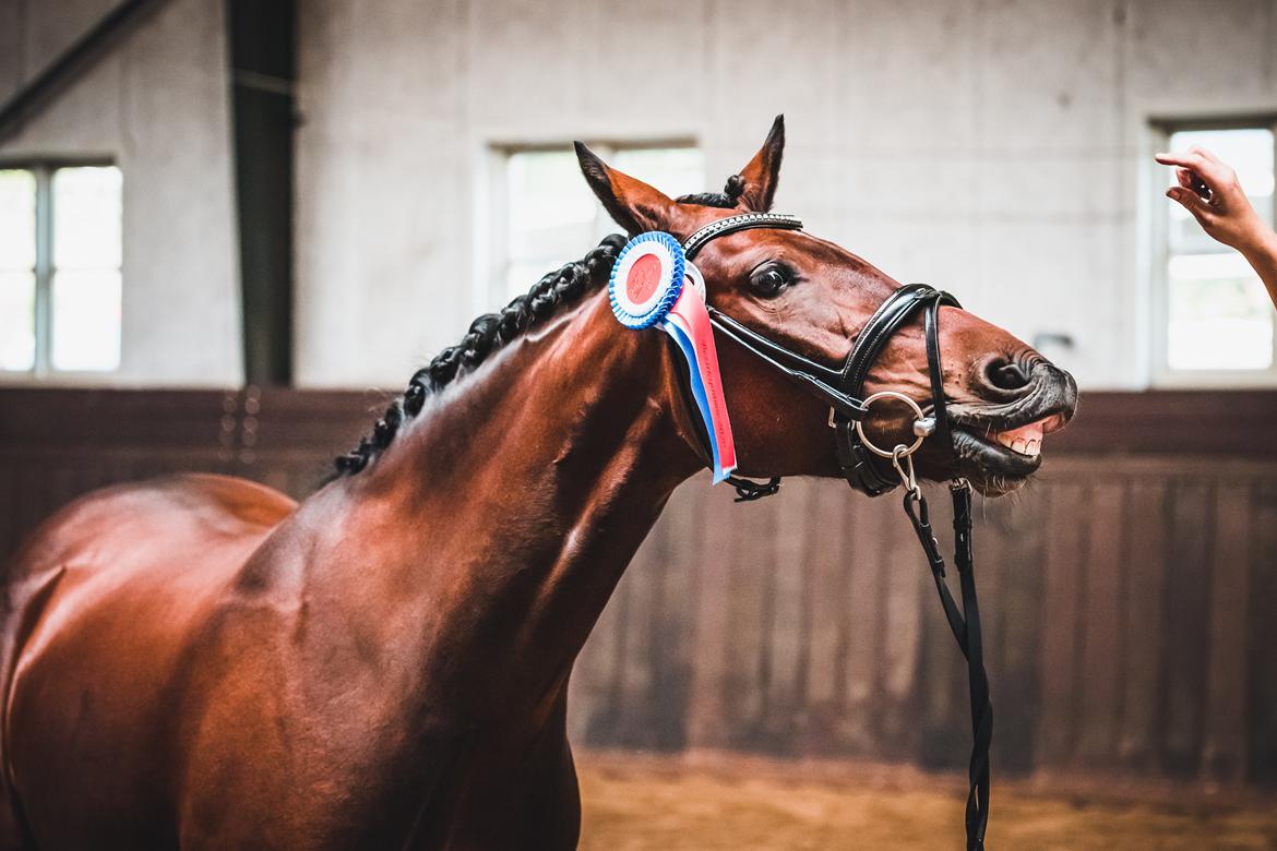 Welsh Partbred (Sec F) Rålandgårds Daya billede 4