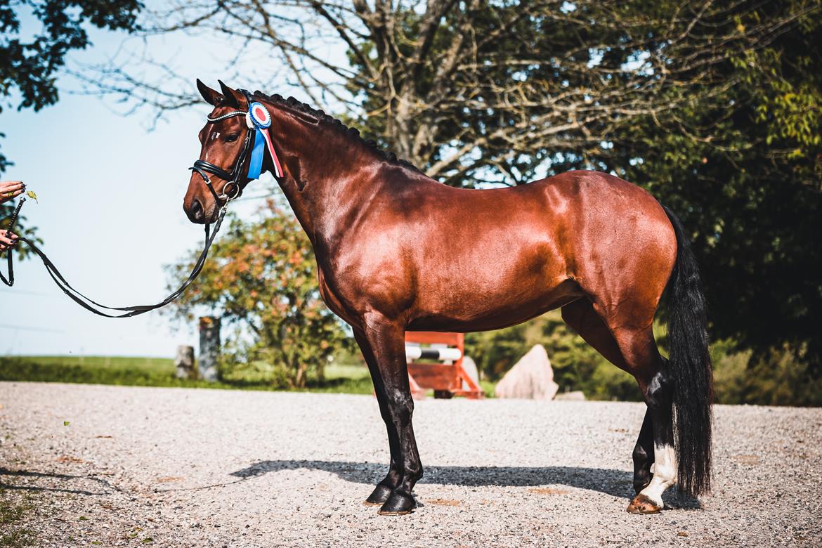 Welsh Partbred (Sec F) Rålandgårds Daya billede 2