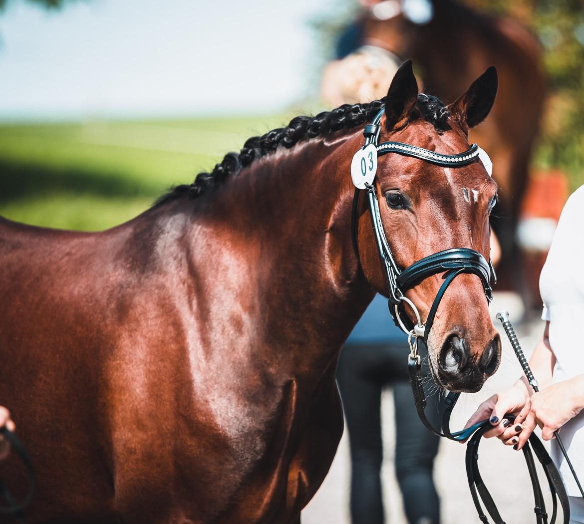 Welsh Partbred (Sec F) Rålandgårds Daya billede 1