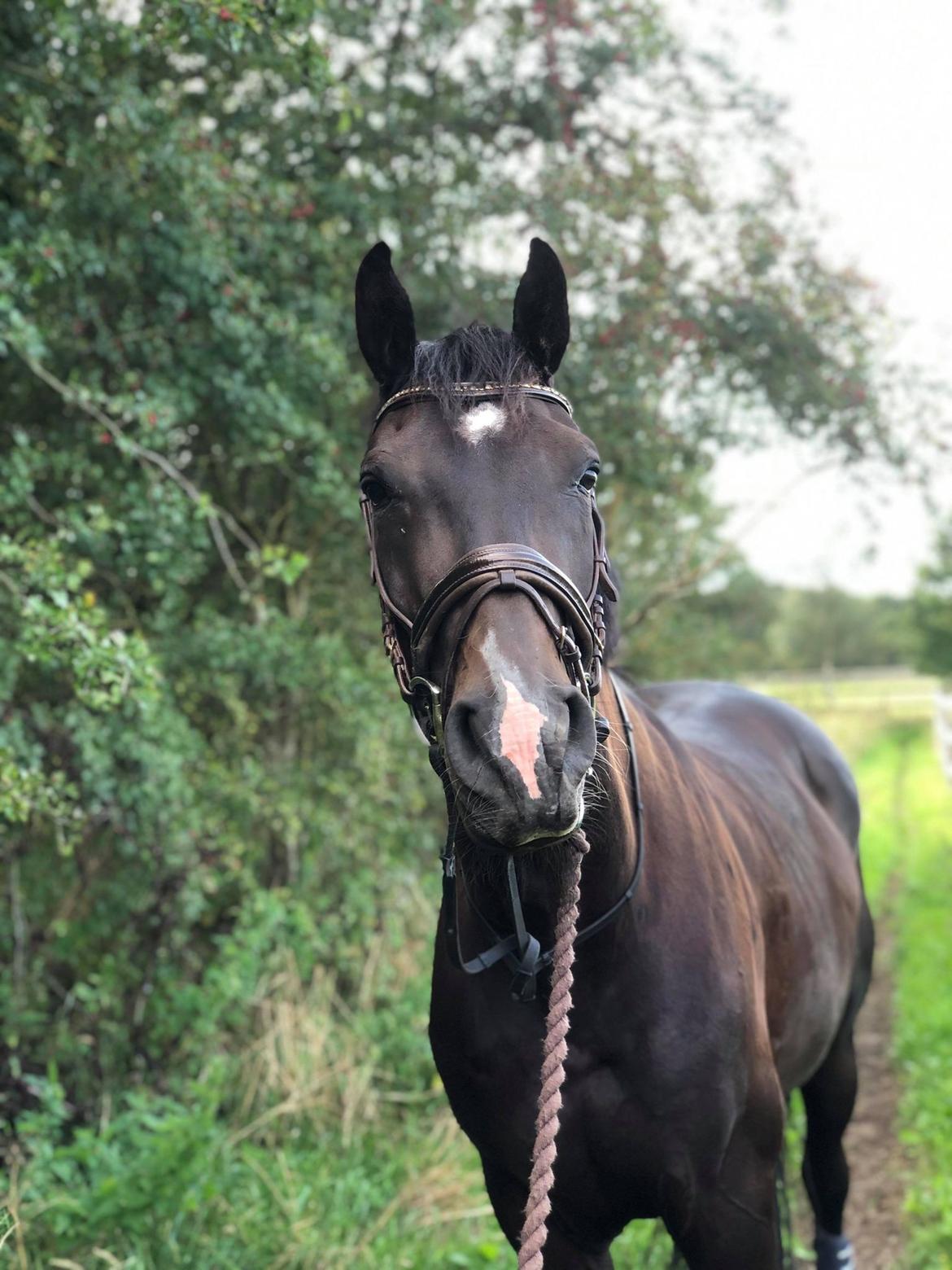 Dansk Varmblod Futures Ellabruus billede 1