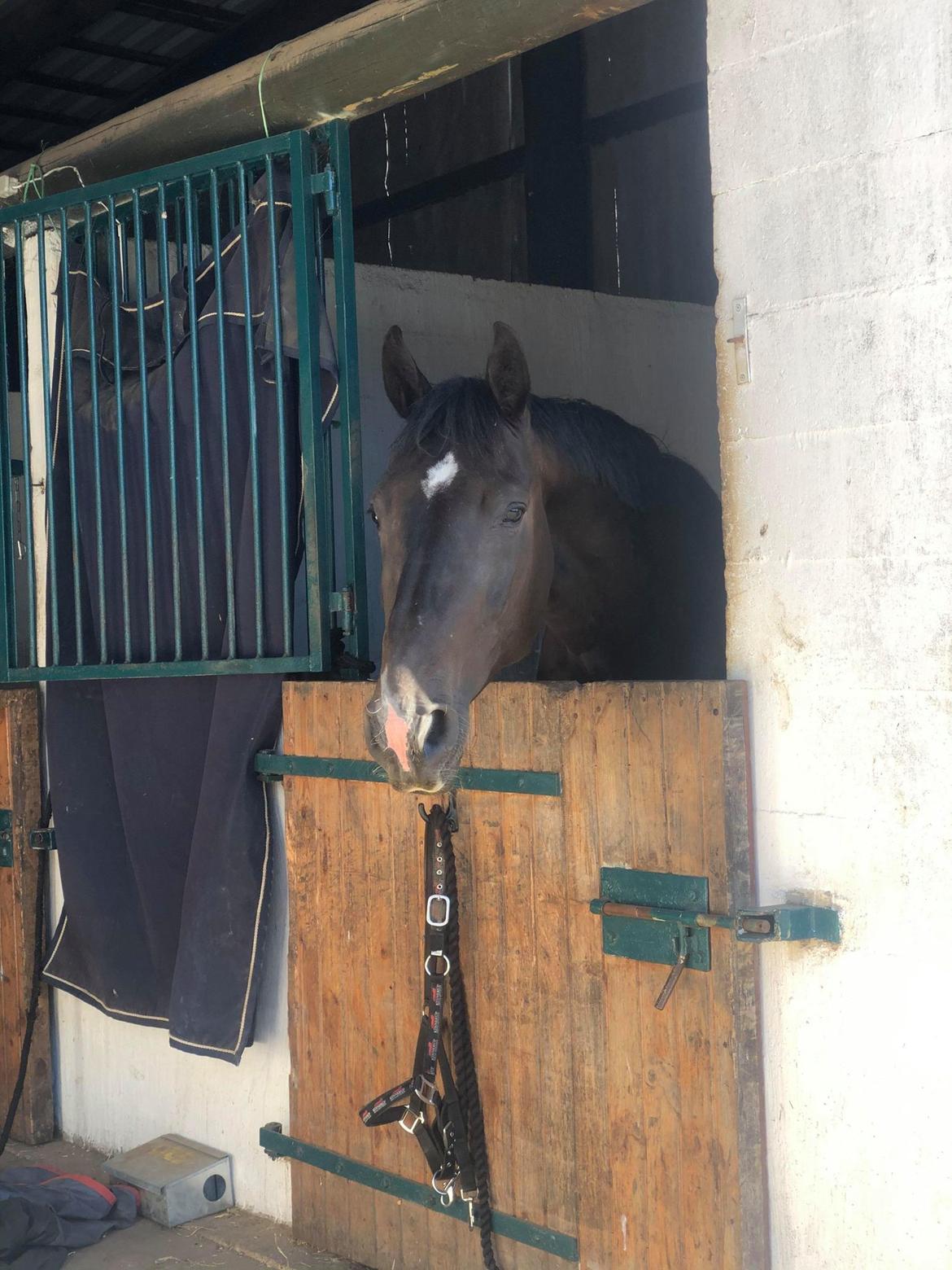 Dansk Varmblod Futures Ellabruus billede 2