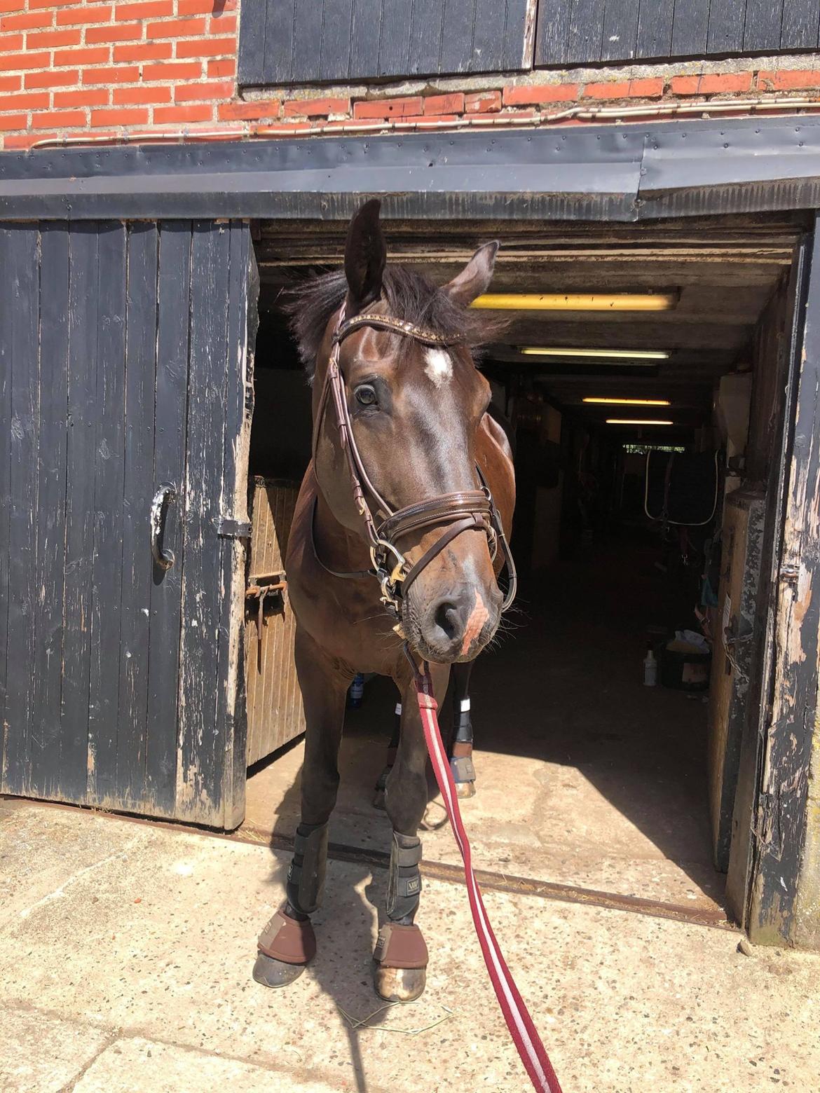 Dansk Varmblod Futures Ellabruus billede 5