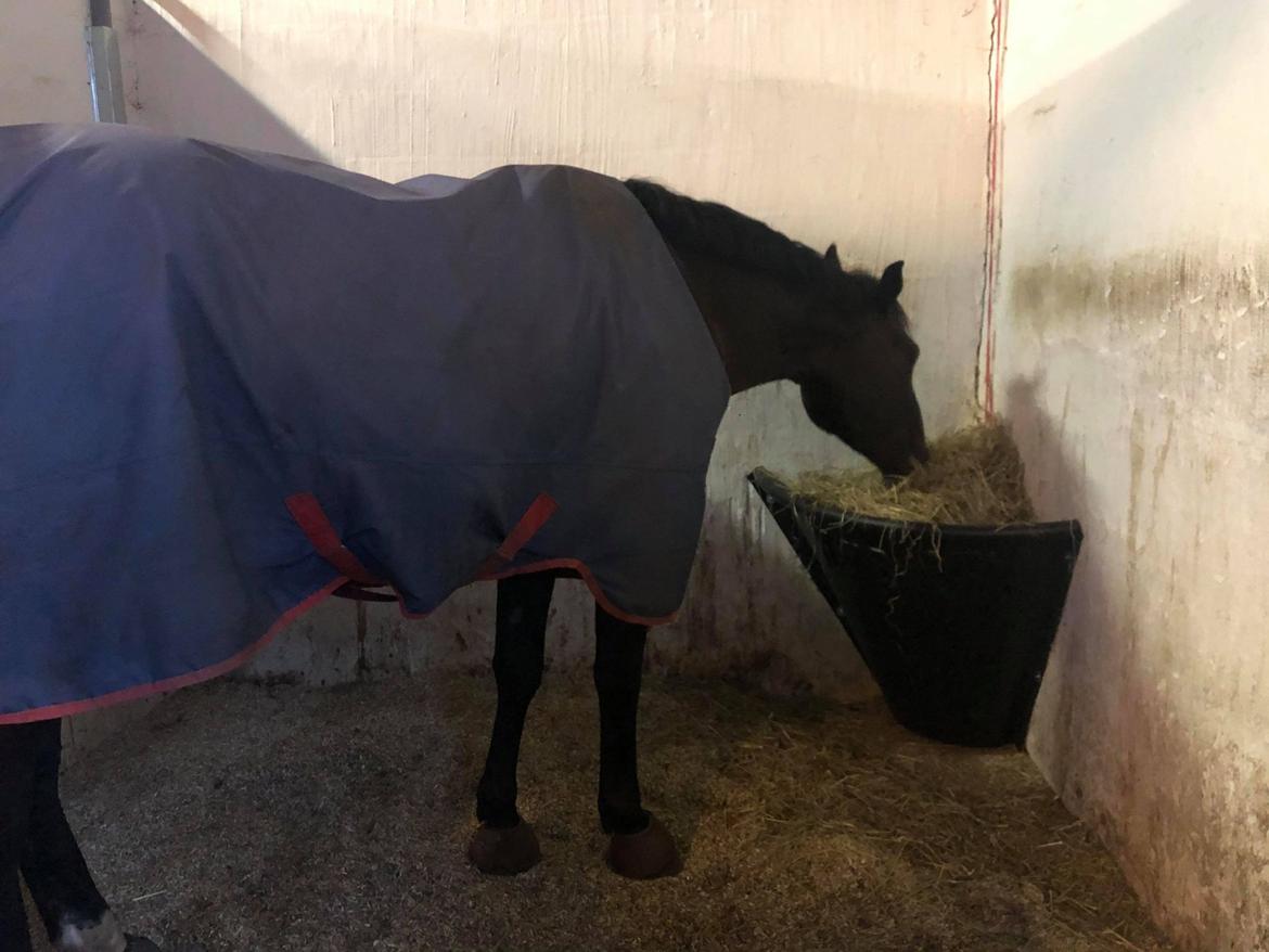 Dansk Varmblod Futures Ellabruus billede 11