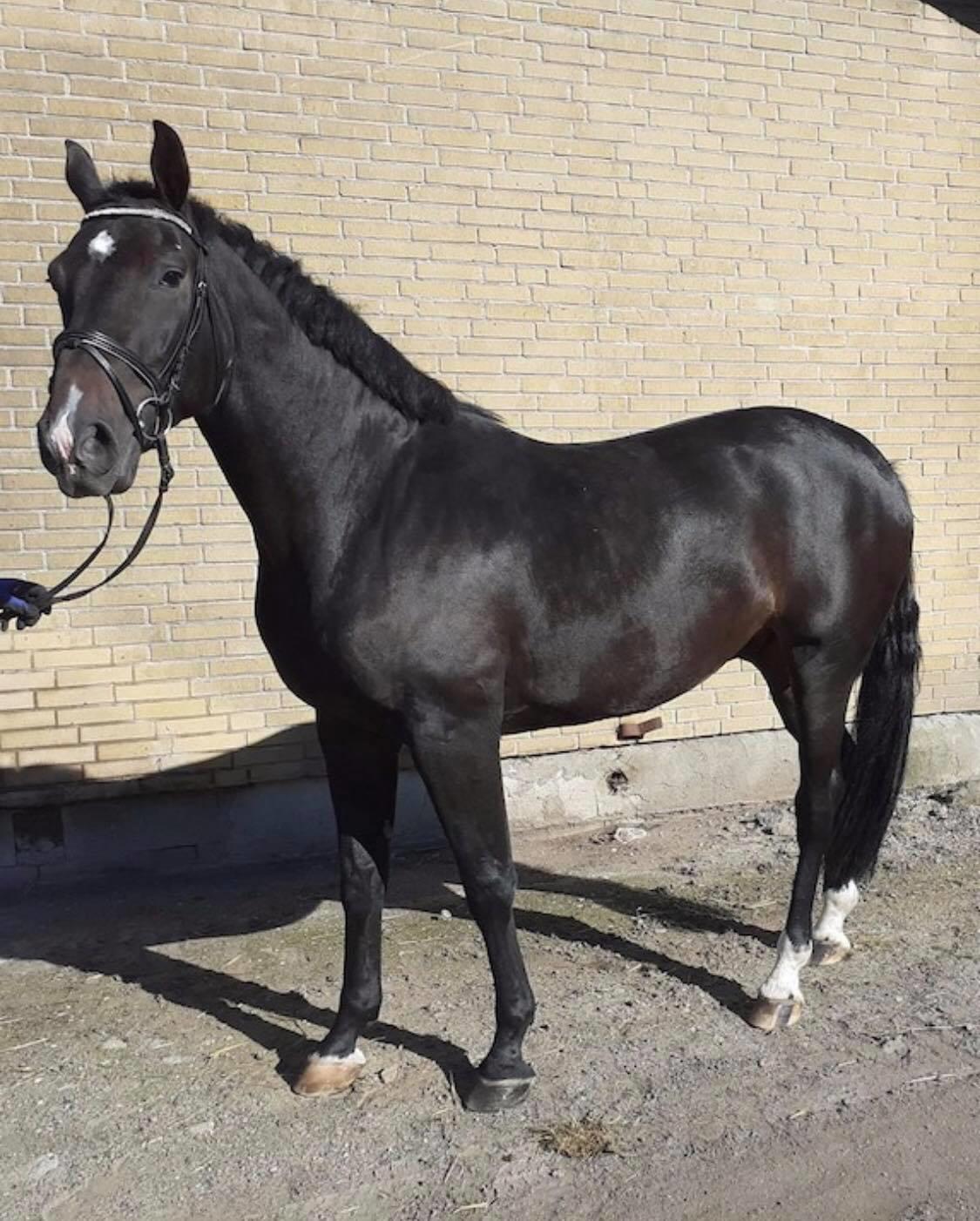 Dansk Varmblod Futures Ellabruus billede 19