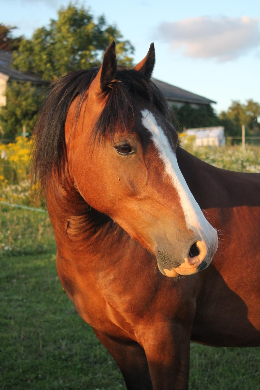 Welsh Pony af Cob-type (sec C) Flynn Rider billede 28