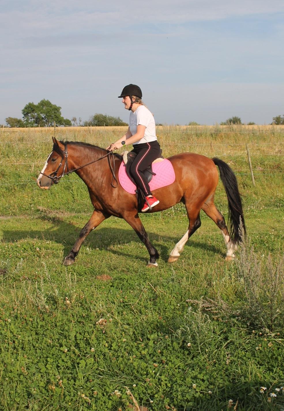 Welsh Pony af Cob-type (sec C) Flynn Rider billede 9
