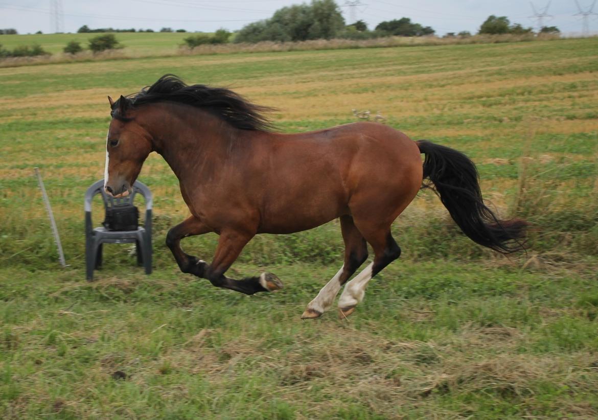 Welsh Pony af Cob-type (sec C) Flynn Rider billede 5