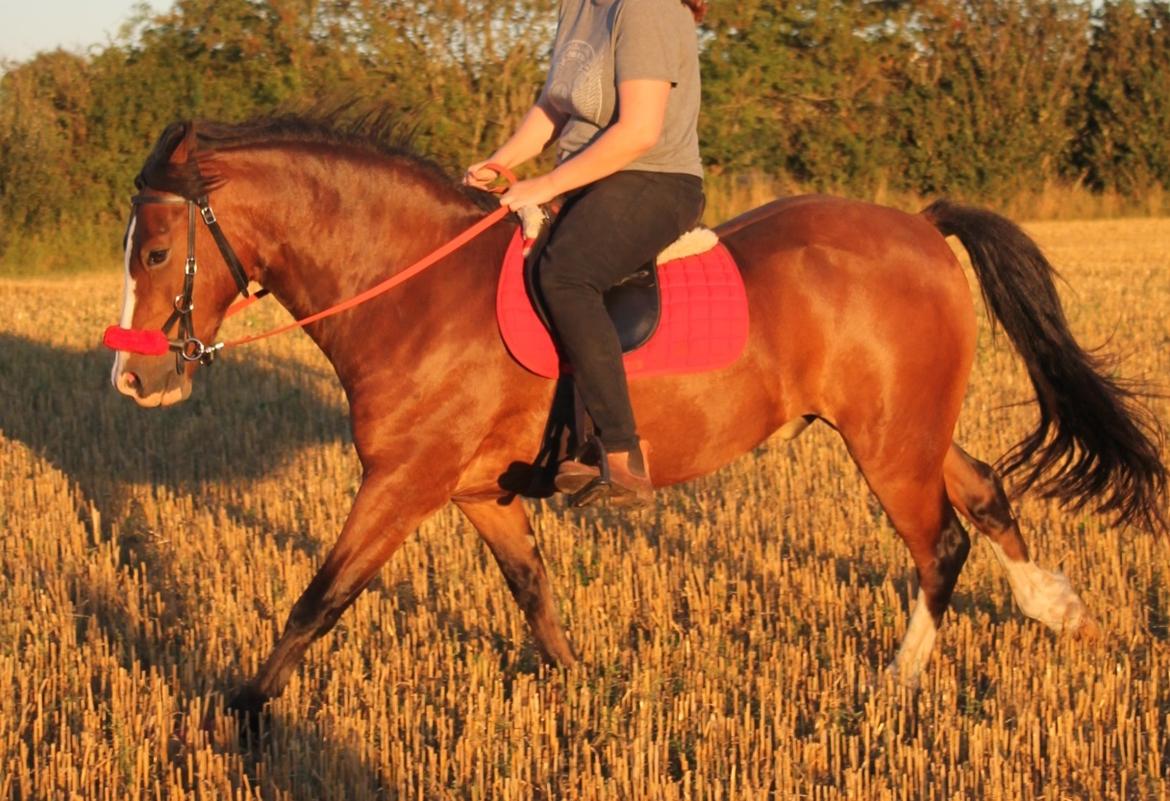 Welsh Pony af Cob-type (sec C) Flynn Rider billede 21