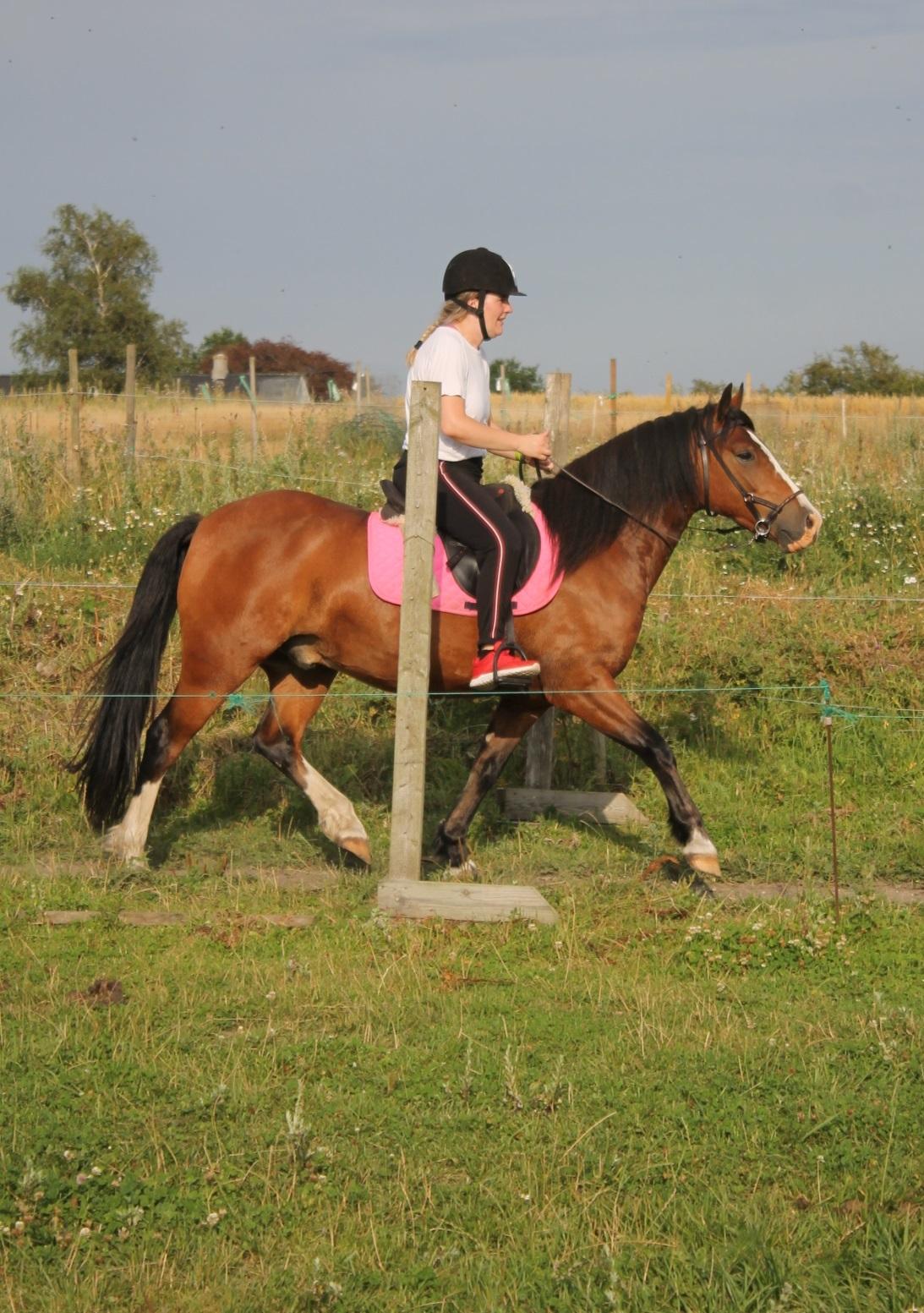 Welsh Pony af Cob-type (sec C) Flynn Rider billede 2