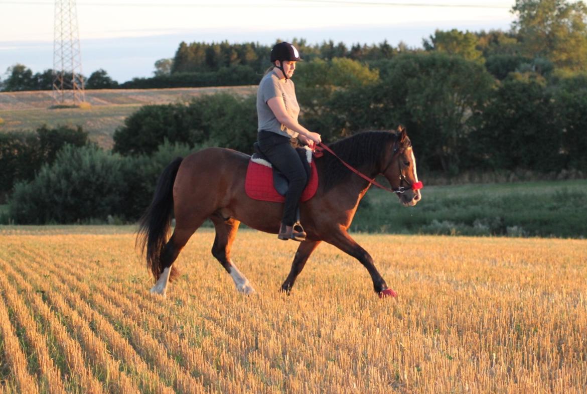 Welsh Pony af Cob-type (sec C) Flynn Rider billede 14