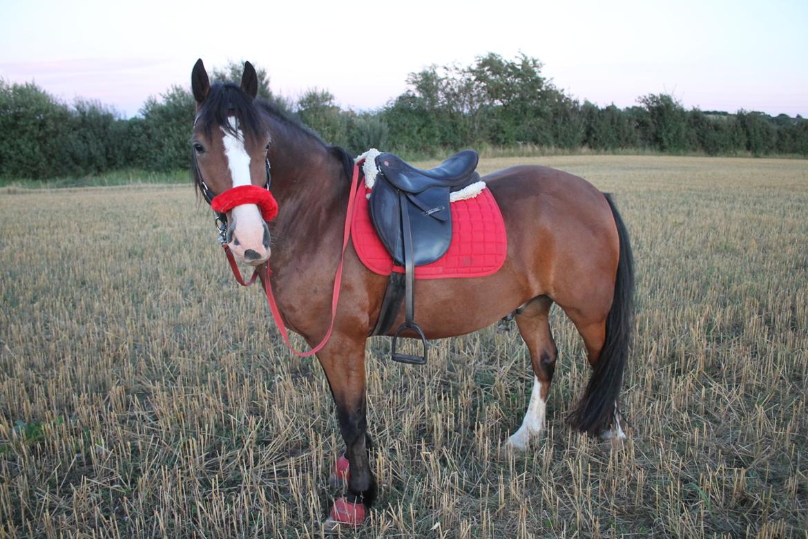 Welsh Pony af Cob-type (sec C) Flynn Rider billede 31