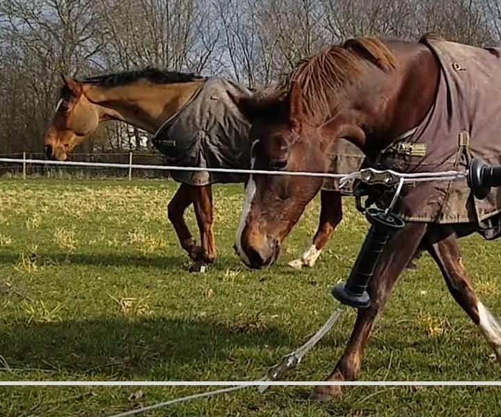 Tysk Oldenburger Fürstin  billede 3