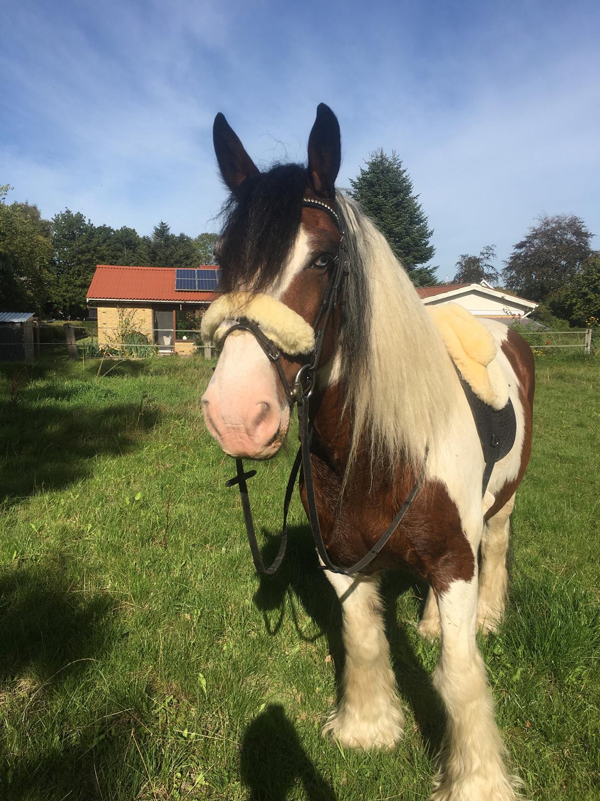 Irish Cob Crossbreed Indien Boy (Himmel hest) billede 7