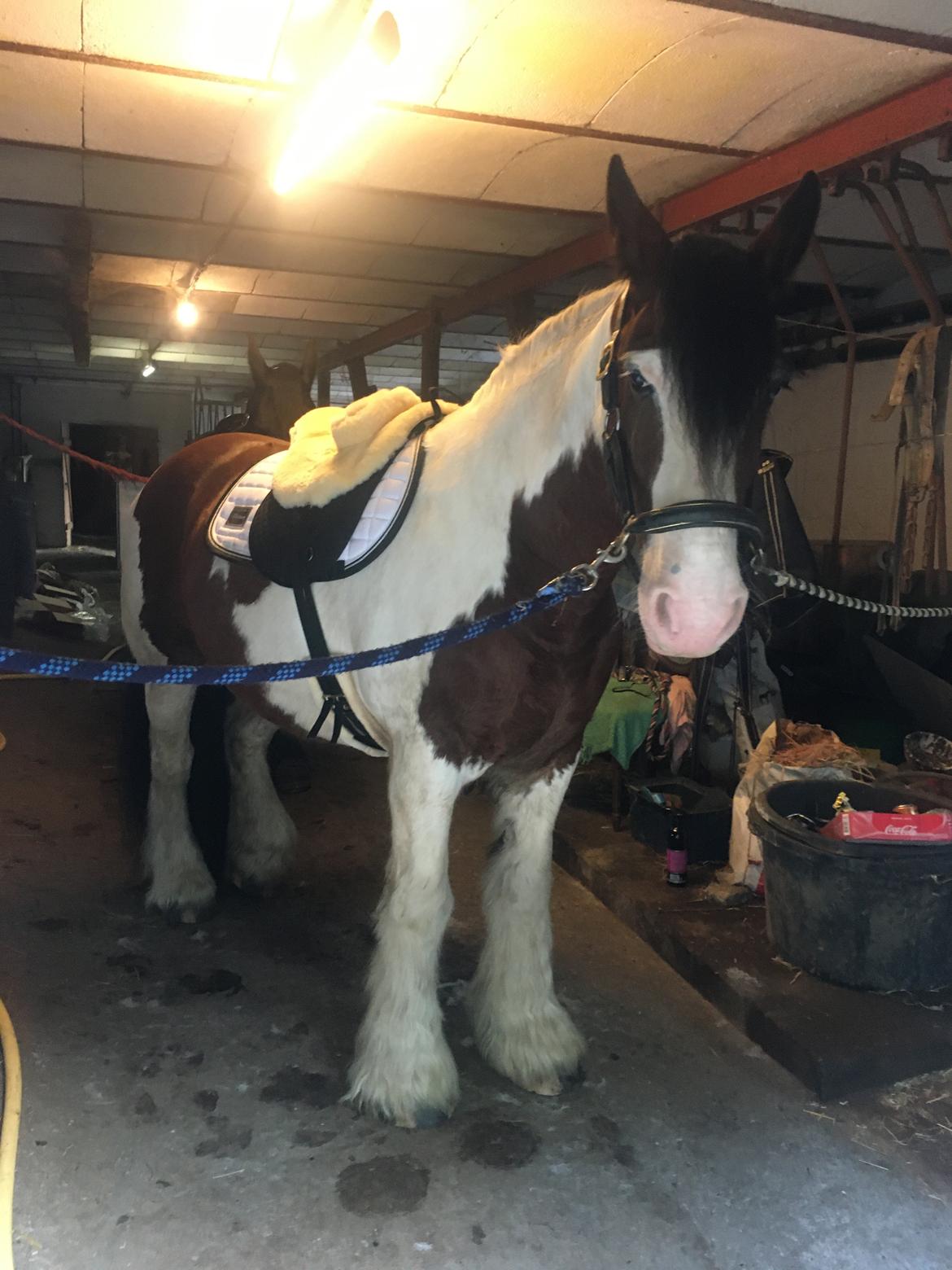 Irish Cob Crossbreed Indien Boy (Himmel hest) billede 8