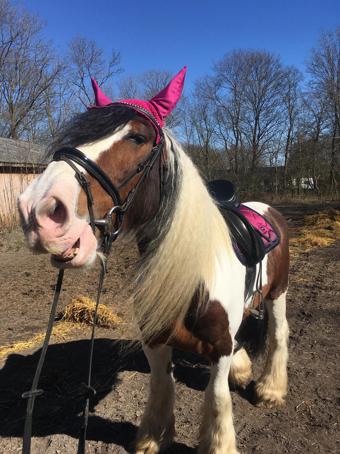 Irish Cob Crossbreed Indien Boy (Himmel hest) billede 10