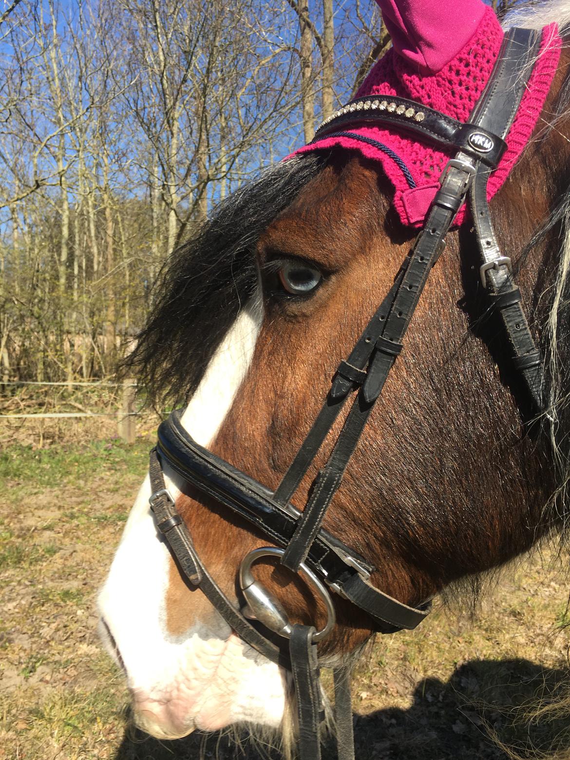 Irish Cob Crossbreed Indien Boy (Himmel hest) billede 11