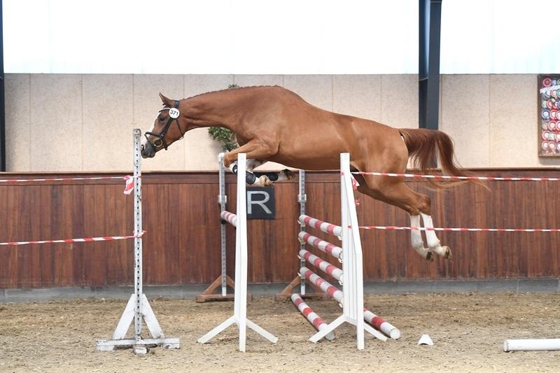 Dansk Varmblod Sakura's Cornelia billede 5