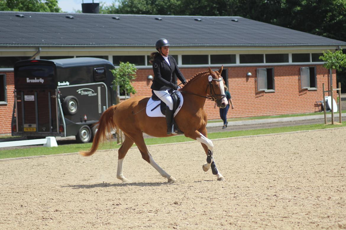 Dansk Varmblod Sakura's Cornelia billede 1