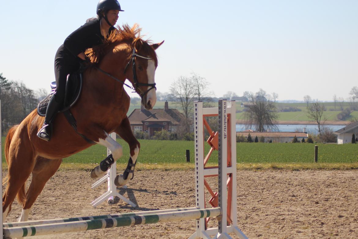 Dansk Varmblod Sakura's Cornelia billede 2