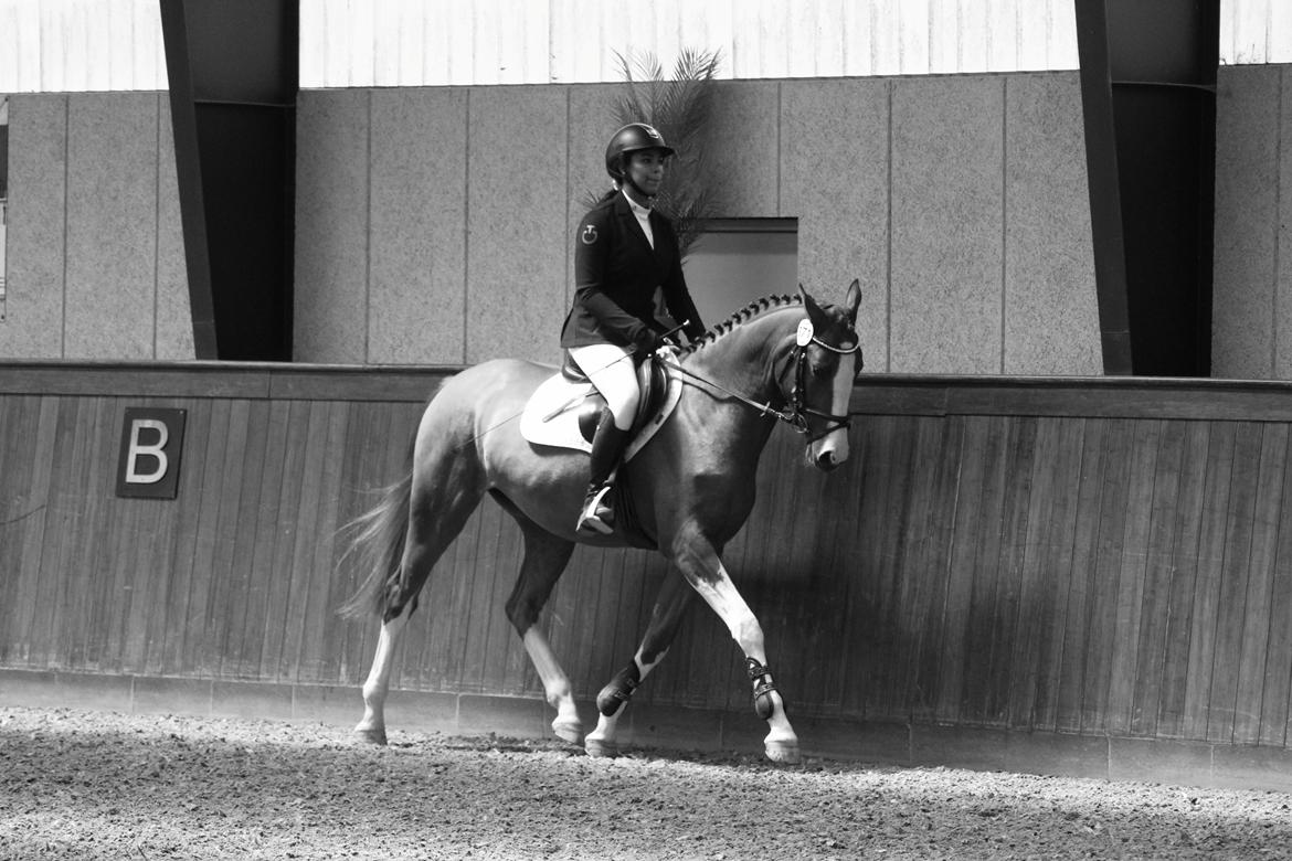 Dansk Varmblod Sakura's Cornelia billede 3