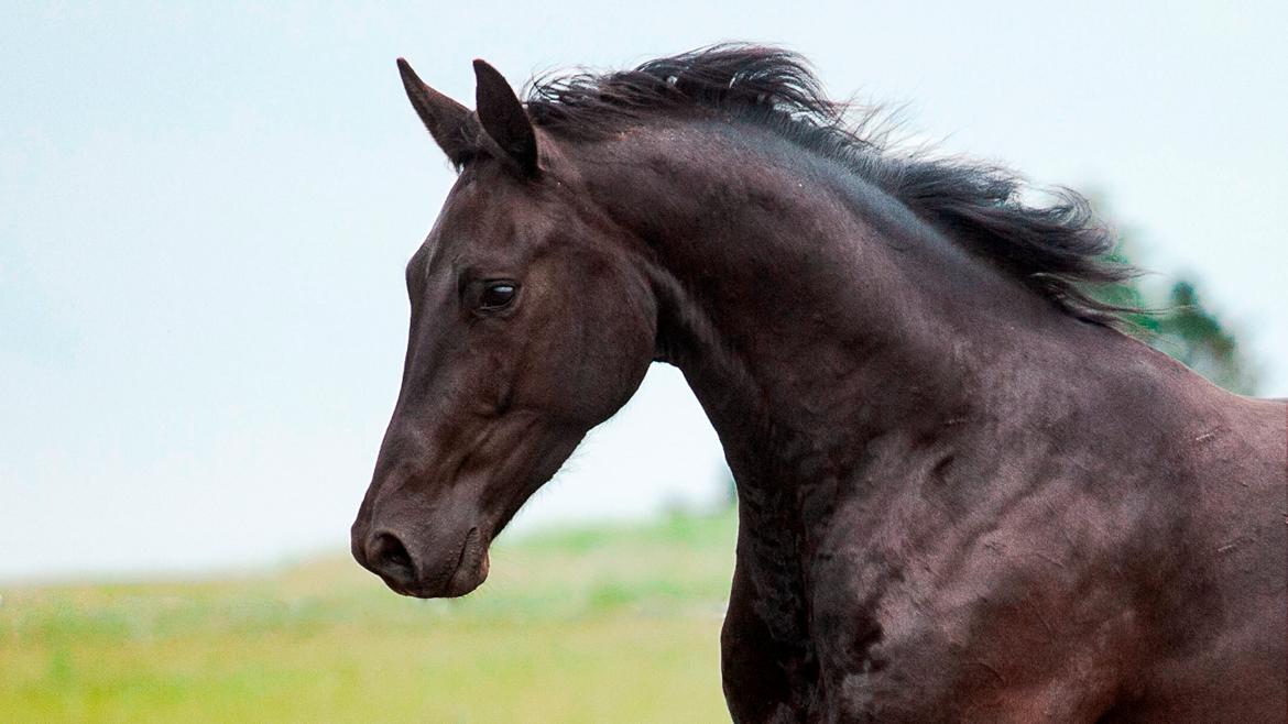 Dansk Varmblod Zorro billede 1