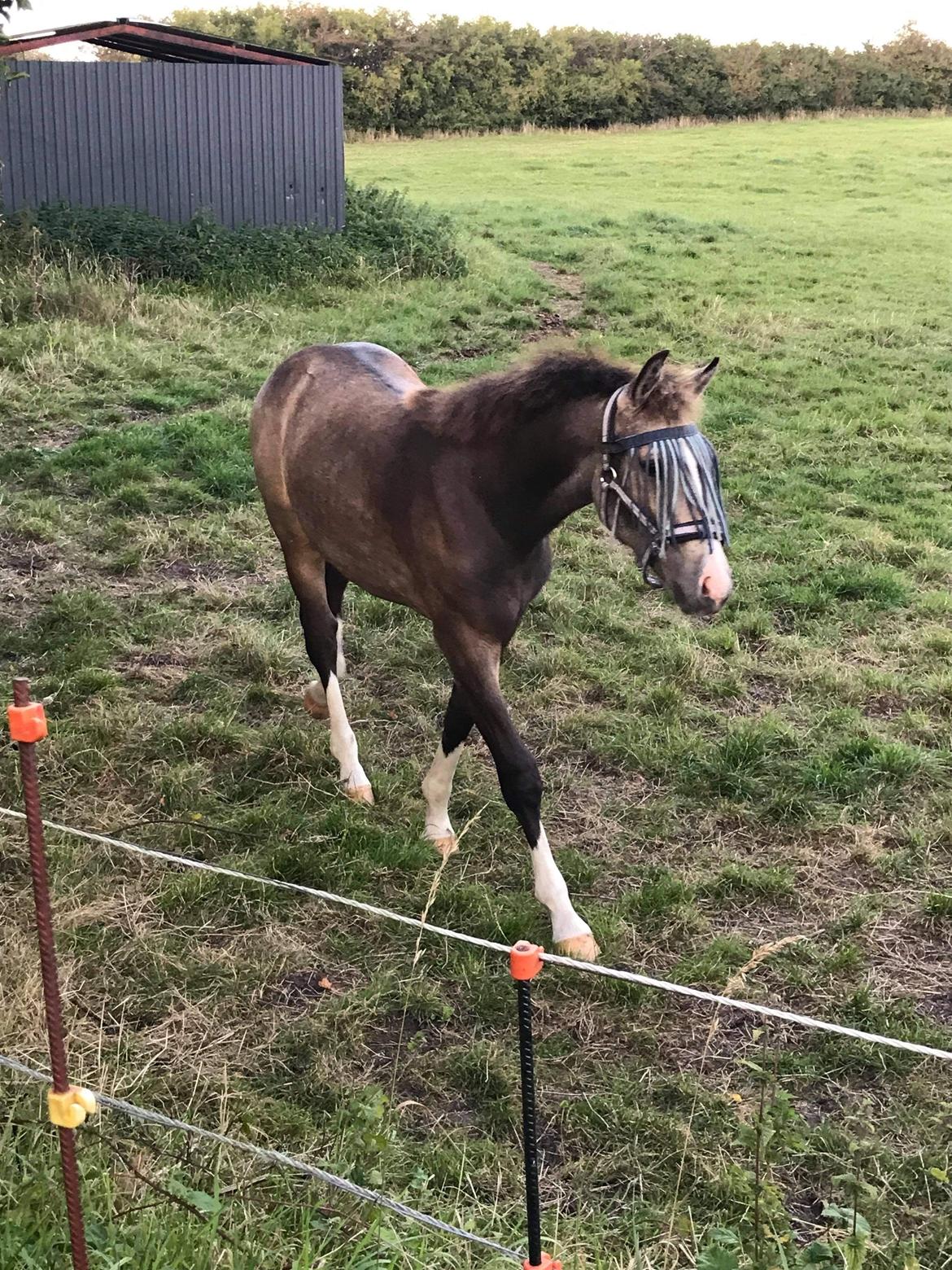 Anden særlig race Anyskas Pelé billede 14