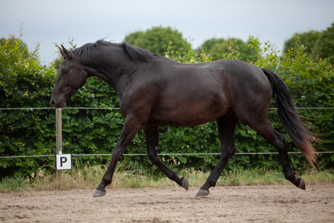 Dansk Varmblod Zorro billede 3