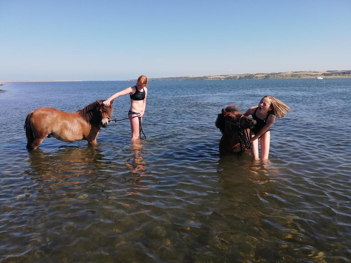 Shetlænder Cirkeline billede 1