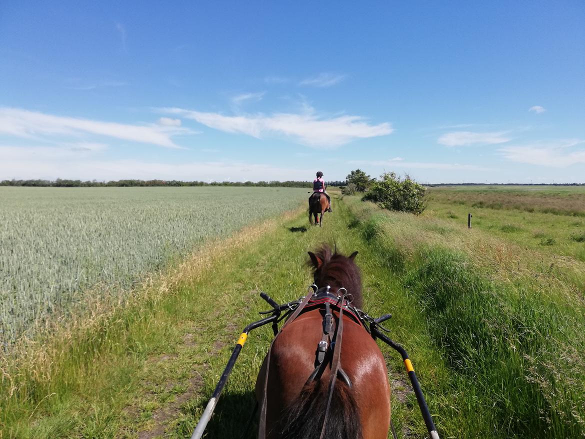 Shetlænder Cirkeline billede 5