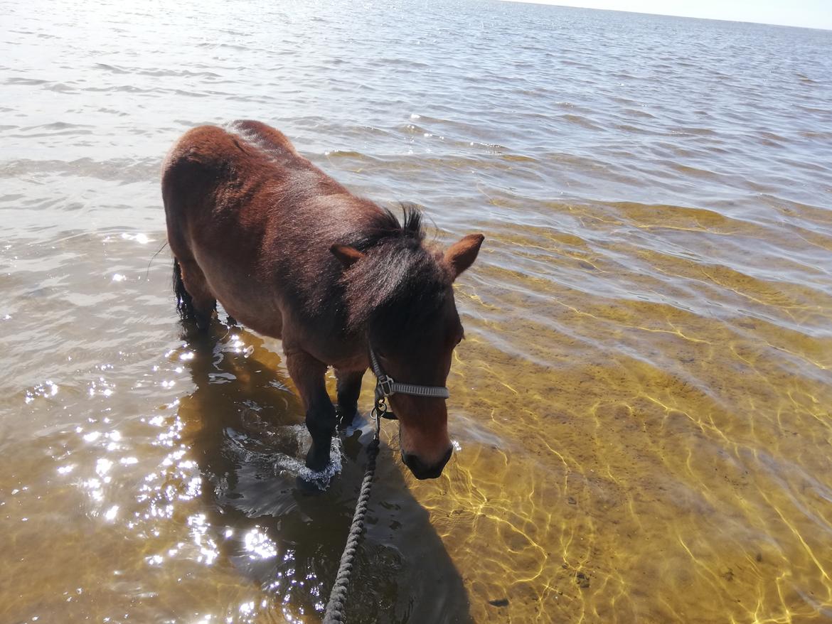 Shetlænder Cirkeline billede 10