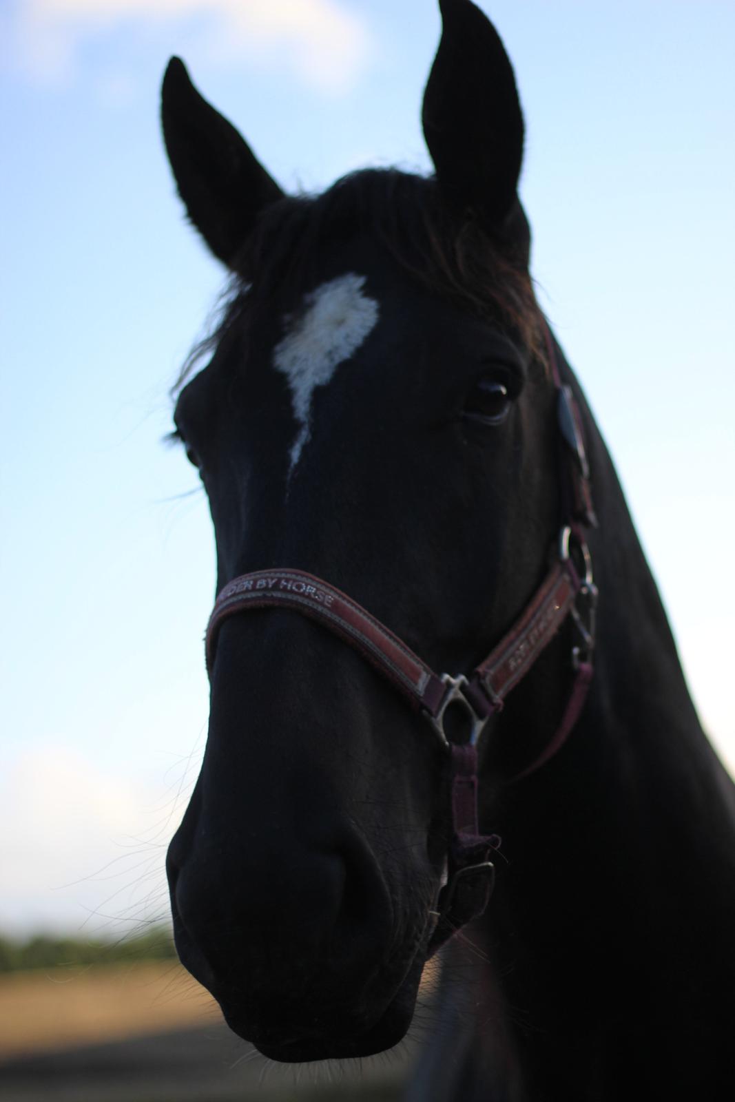 Oldenborg Sambo (Joey) billede 16