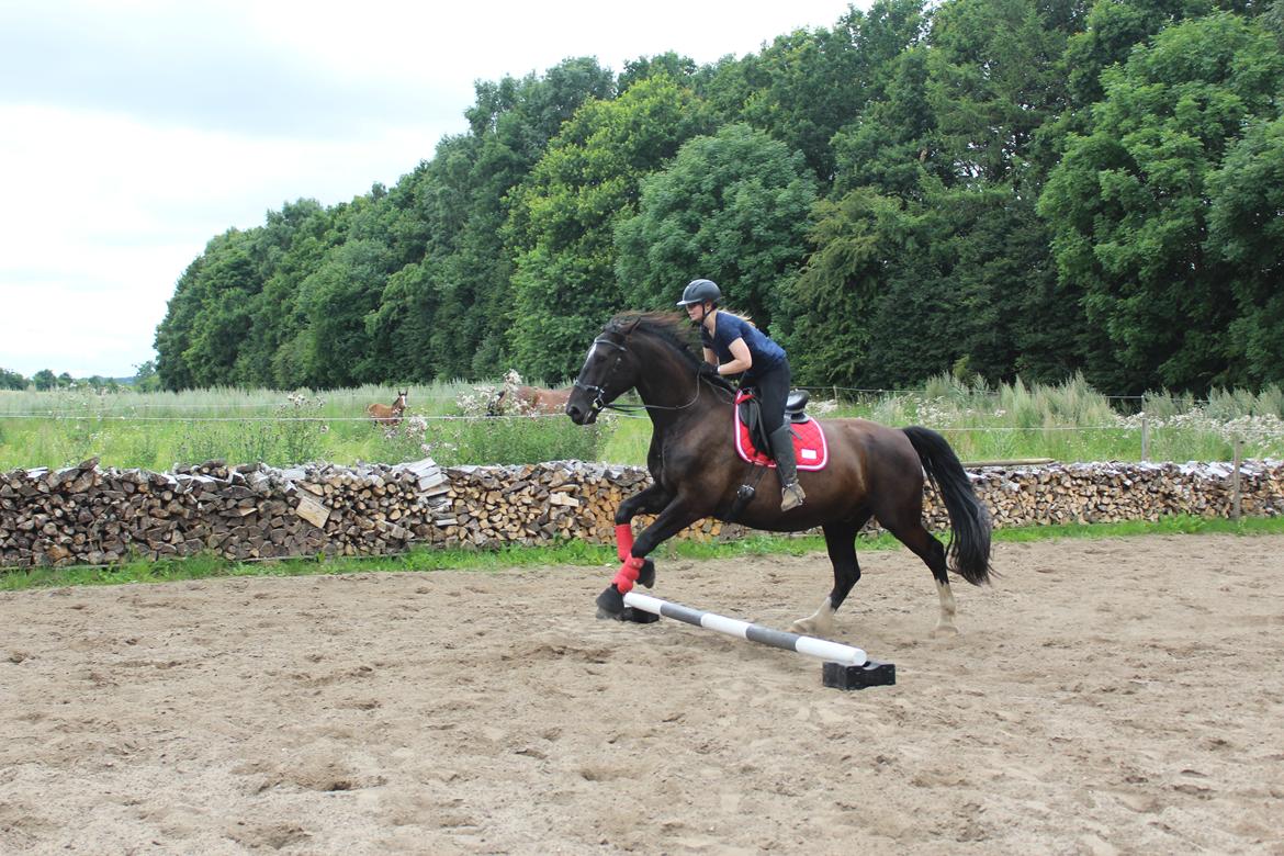 Oldenborg Sambo (Joey) billede 2