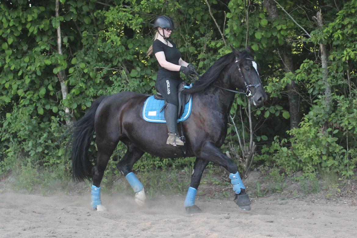 Oldenborg Sambo (Joey) billede 1