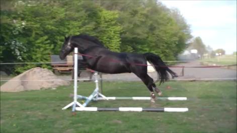 Oldenborg Sambo (Joey) billede 14