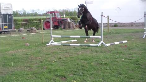 Oldenborg Sambo (Joey) billede 5