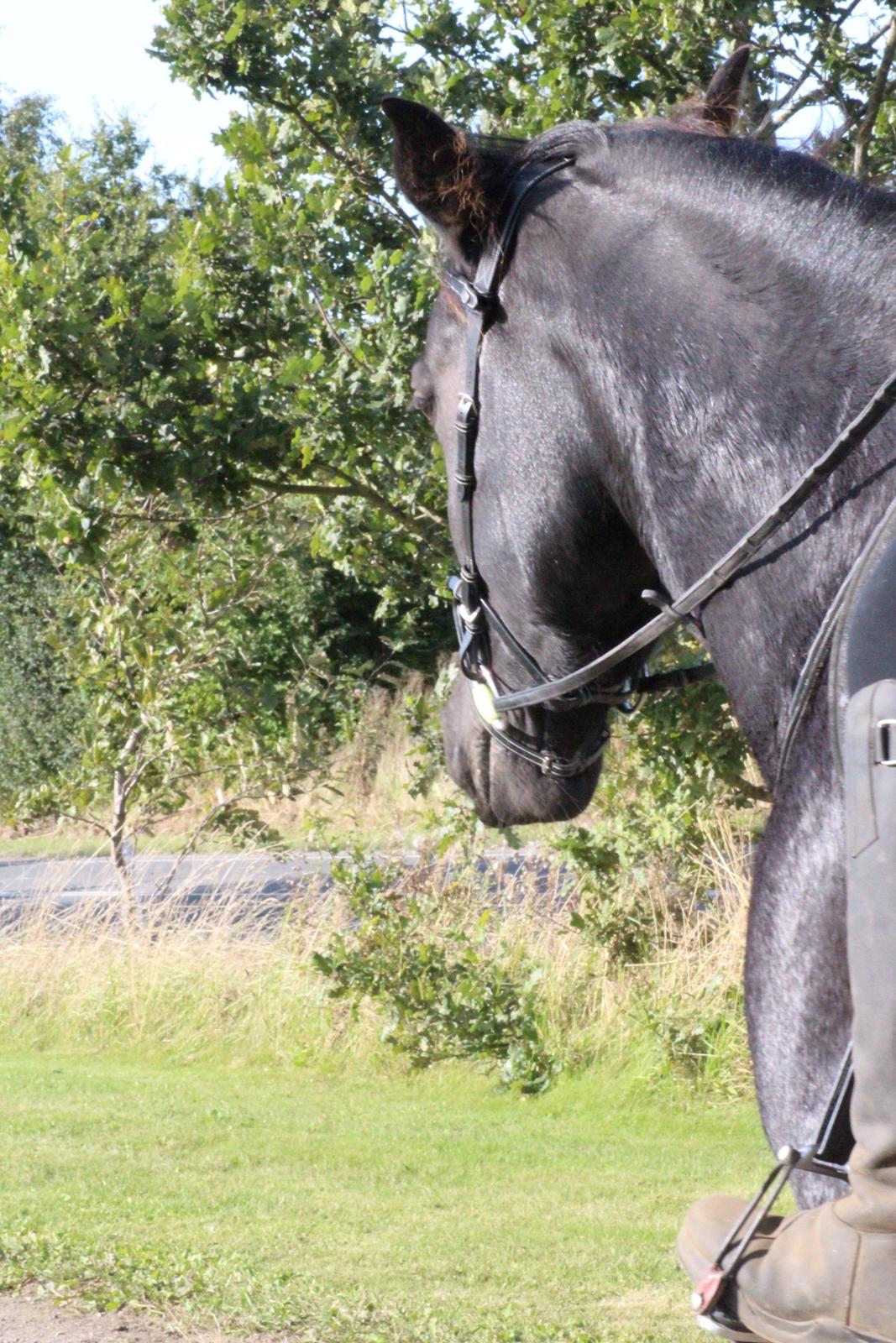 Oldenborg Sambo (Joey) billede 17