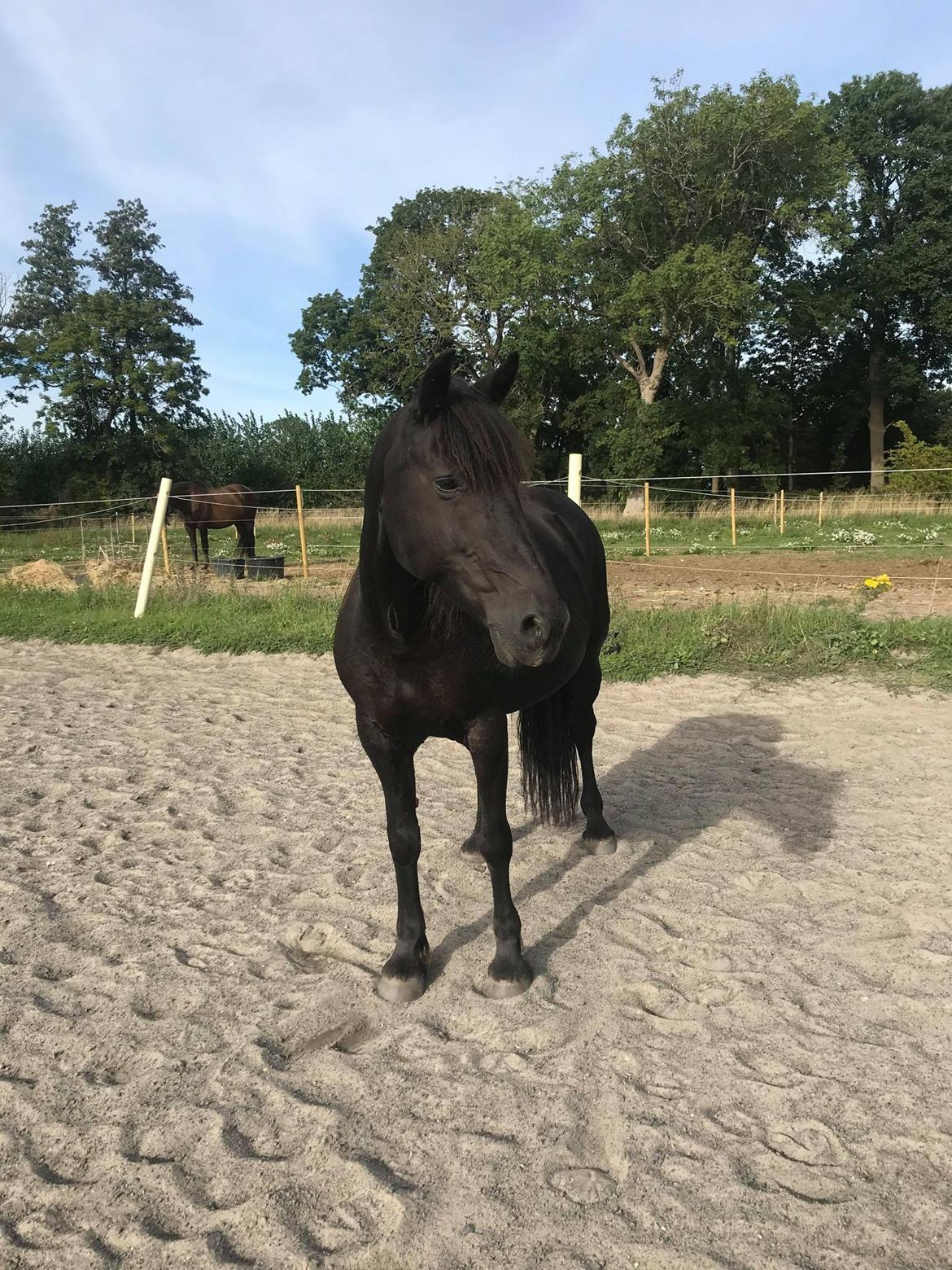 Anden særlig race Fronja (Gwen) billede 17